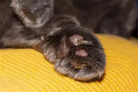 cat horned paw|cats claws growing into pads.